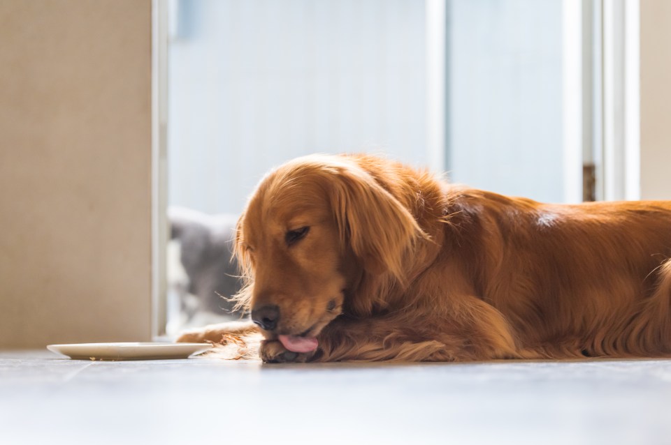 Panting, drooling and bright red gums are among other symptoms of overheating