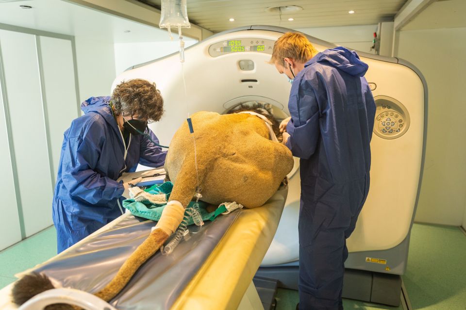 A lion suffering from an ear infection was sedated as he went in the first scanner to come to London Zoo for a big cat