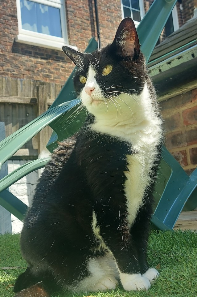 15-year-old cat Poppy is our star of the week