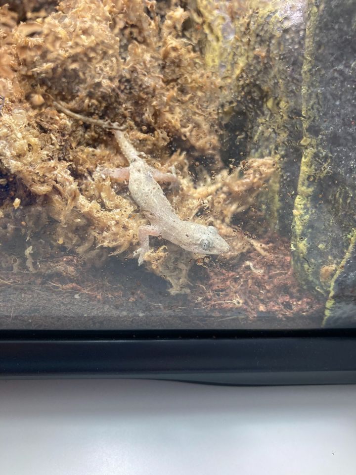 A gecko was brought back to Sunderland from Mexico in June this year