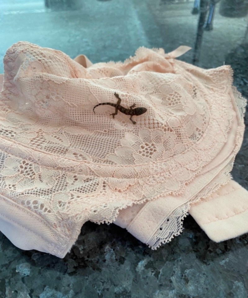 This lizard travelled back to Rotherham from Barbados in a bra