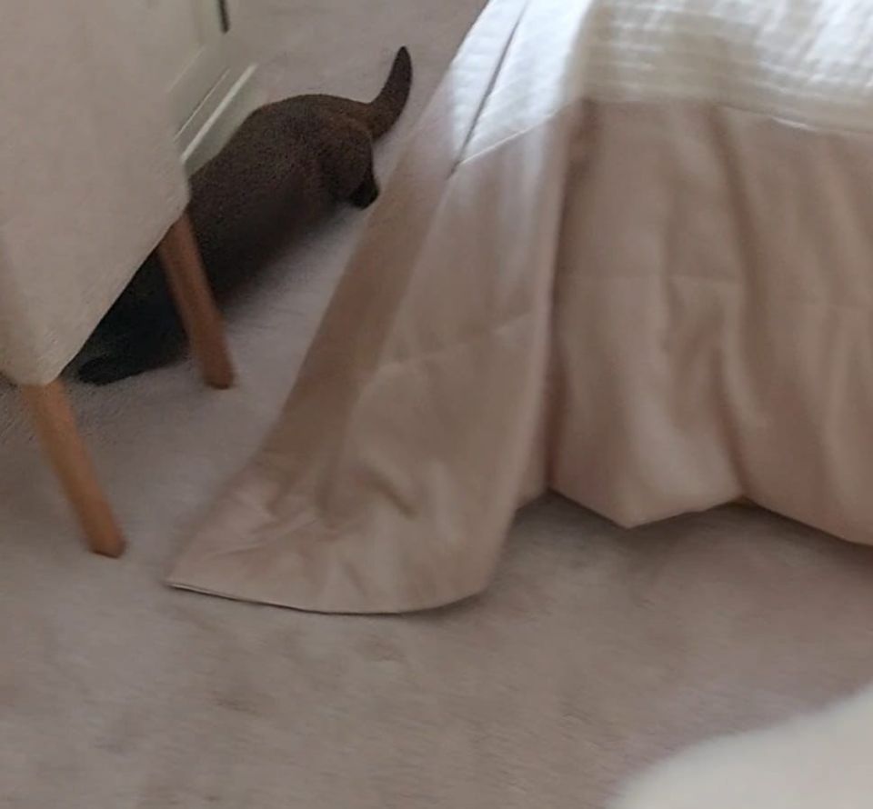 Peter Goldie and wife Linda found the otter curled up on their holiday home bed in Skinburness, Cumbria