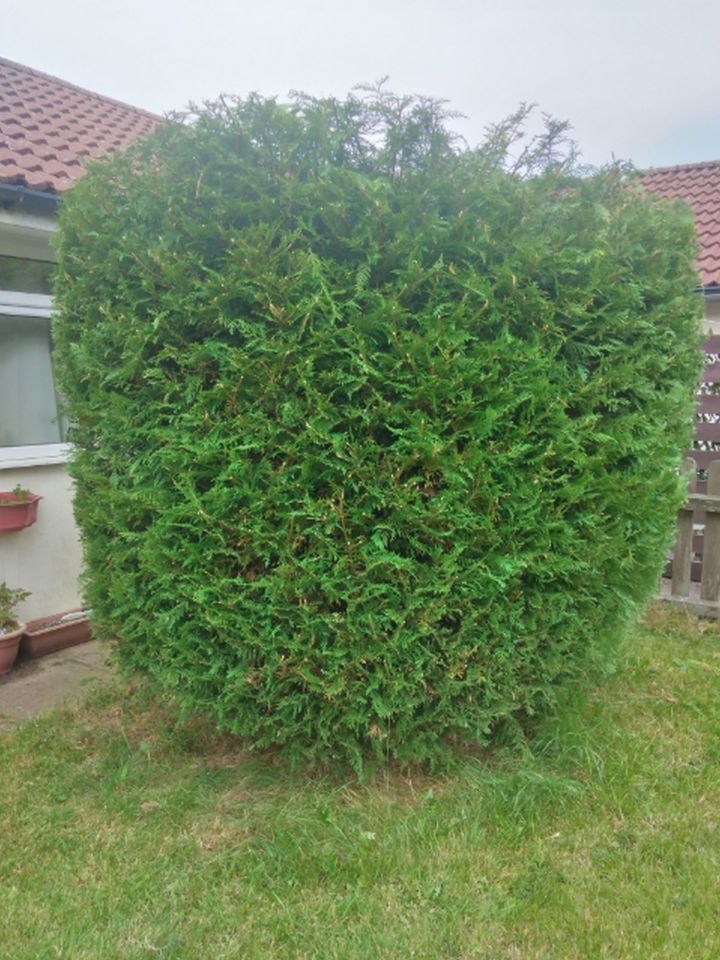 Customer Chrissie claims the hedge wasn't pruned in the shape she wanted