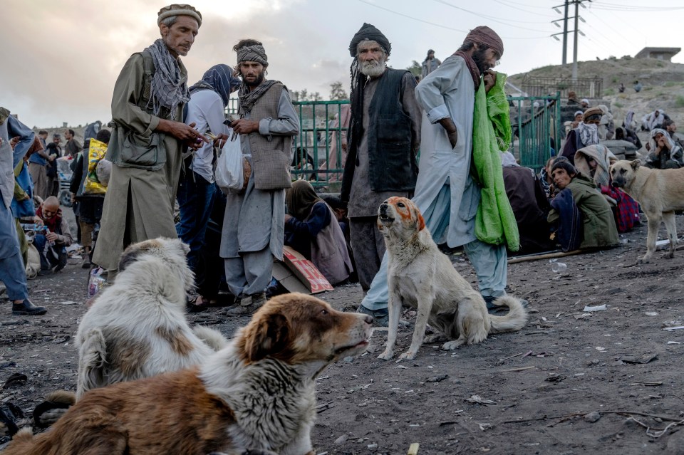 Addicted dogs sit among the hundreds of Afghans addicts who gather on the hill