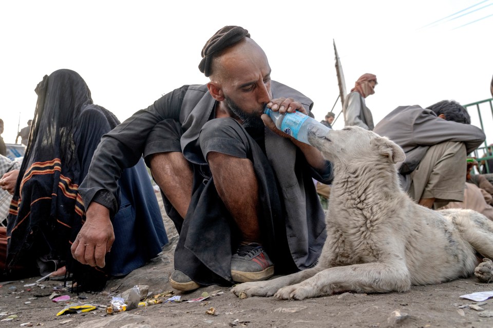 An Afghan drug addict gives heroin to an addicted dog