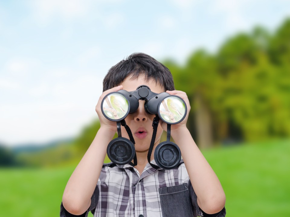 Nest friends helps children to identify the amazing variety of birds