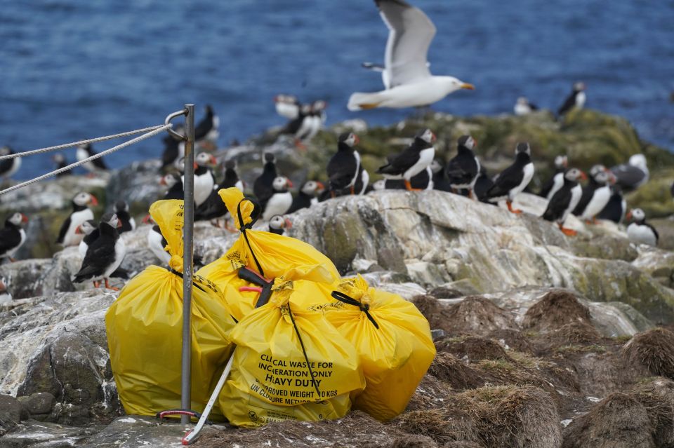 This strain of bird flu originated in east Asia and affected domestic flocks in the UK over the winter