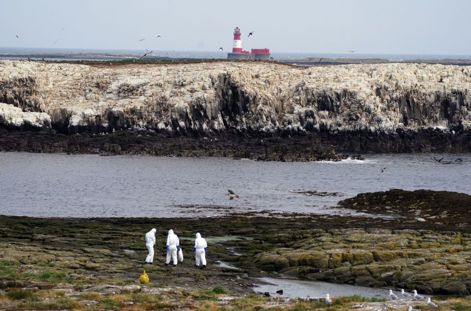 Simon Lee added: 'We closed the islands to limit disturbance to the birds and are monitoring the situation daily'