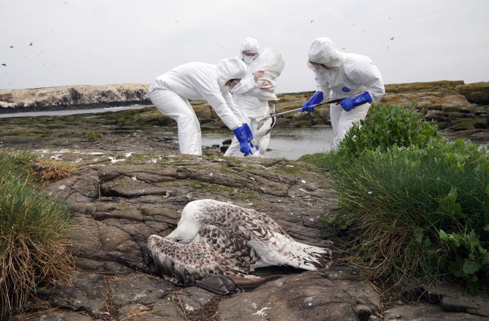 Around 3,000 birds were collected on the Farne Islands to halt the spread