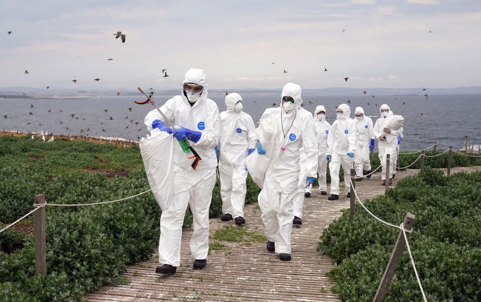 Wildlife rangers in hazmat suits look for dead wild birds — as avian flu hits a colony