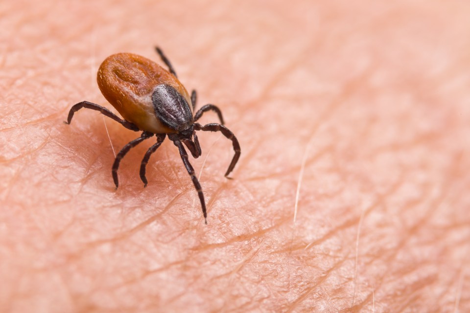 The virus is usually carried by ticks and passed to humans through bites