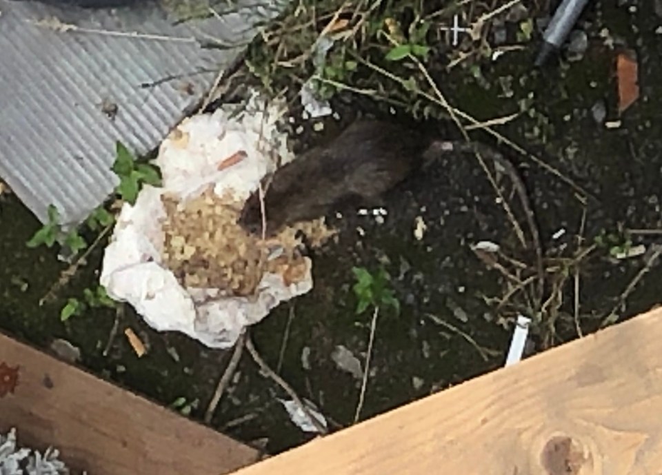 A huge rat with a massive tail was spotted in amongst the pile of rubbish