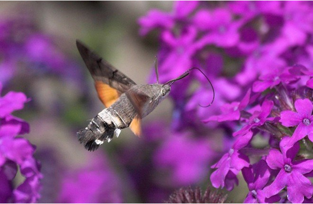 There are six times more large moths in British gardens than usual due to record temperatures