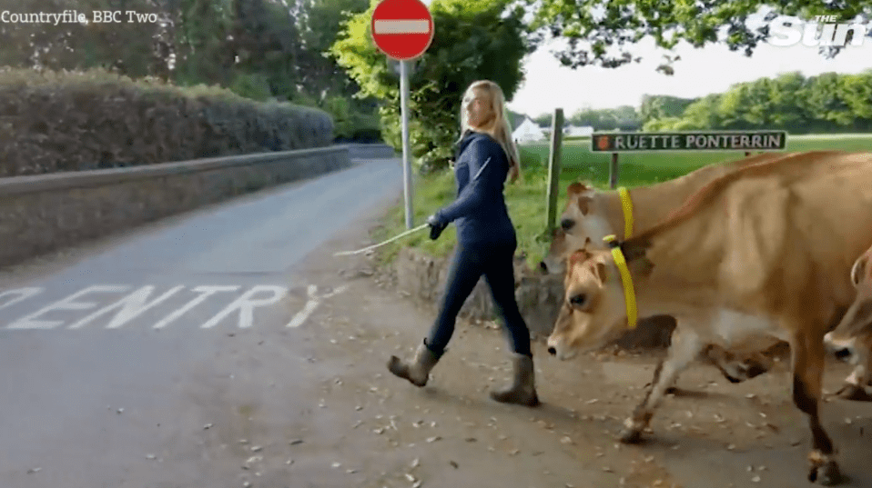 The 29-year-old was seen leading an array of cattle during Sunday’s episode of Countryfile