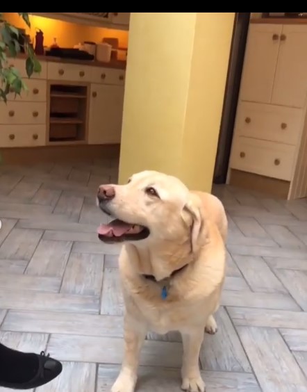 His family pet Charlie stands in the massive kitchen