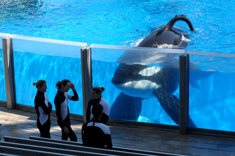 Tilikum died in 2017 after battling serious health issues