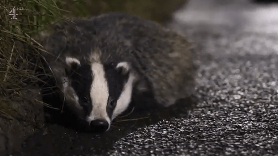 Night Coppers viewers were furious over the way the police handled an injured badger