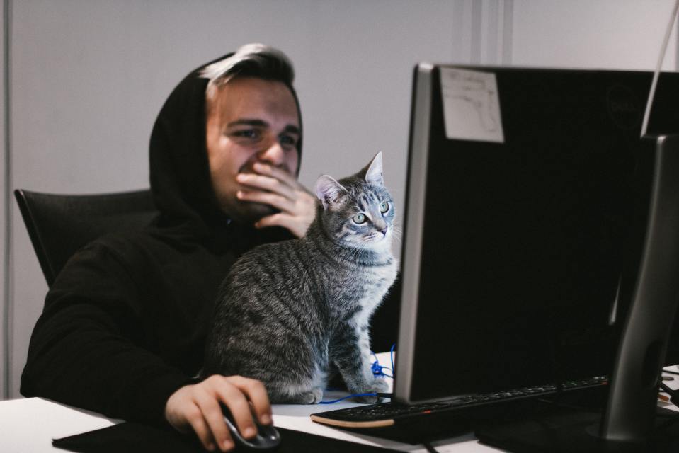 A grey tabby cat watches its owner play a PC game