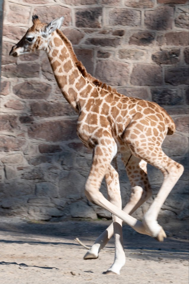 Stanley the baby giraffe can be seen at Chester Zoo