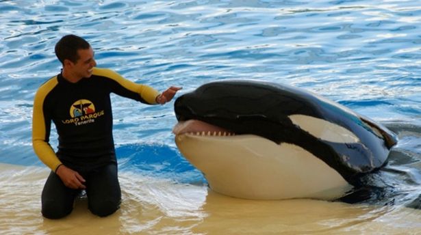 Trainer Alexis Martinez, 29, was killed by 6,000lb killer whale Keto in 2009