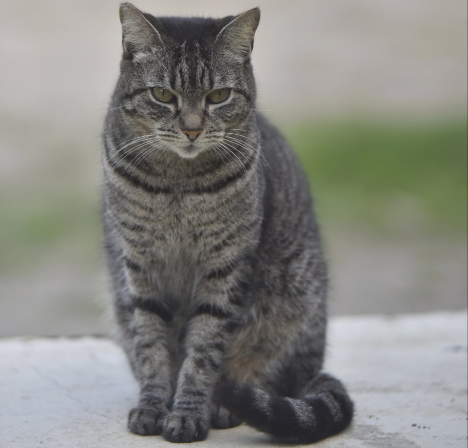 Does your cat make weird noises at night, really weird noises?