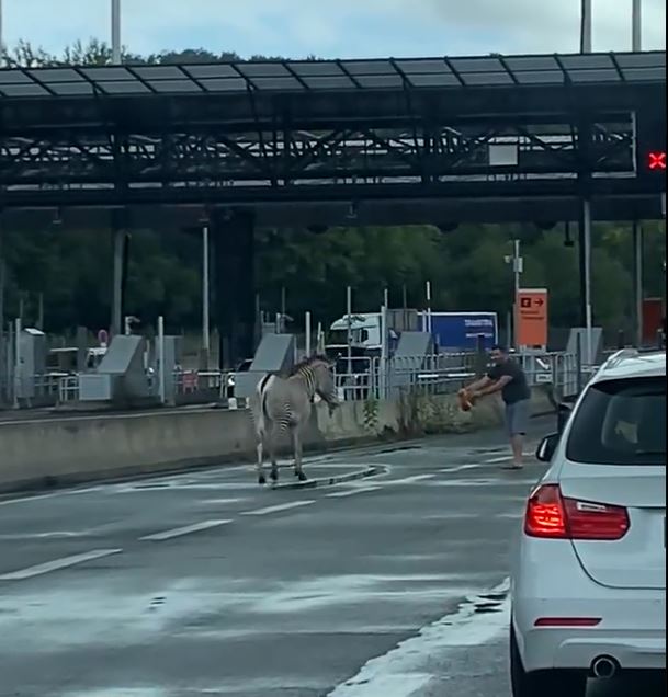 Customs officials managed to control the zebra after 30 minutes