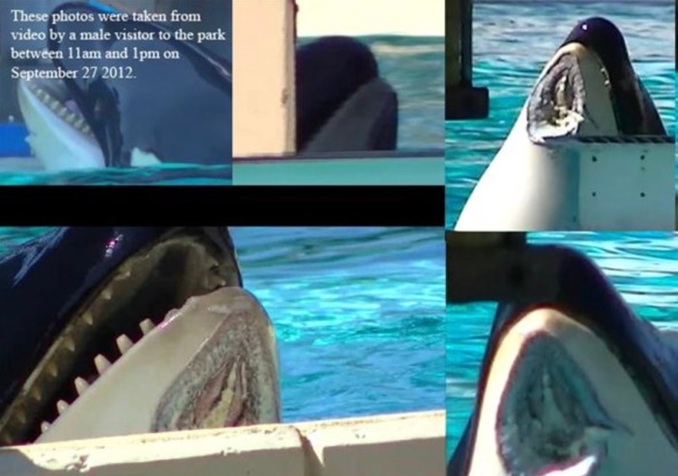 Further images show the horrific wound Nakai sustained in 2012