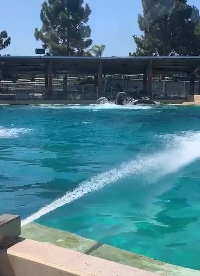 Recent footage of a bloody clash between killer whales at the San Diego park has emerged