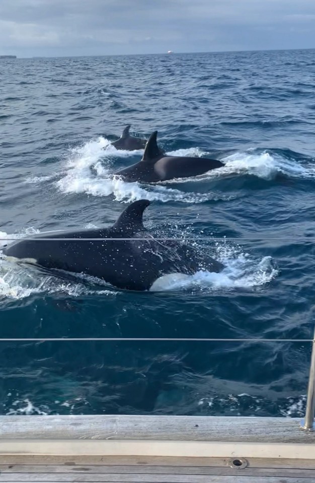 The sub-species of orcas off Spain are regularly spotted