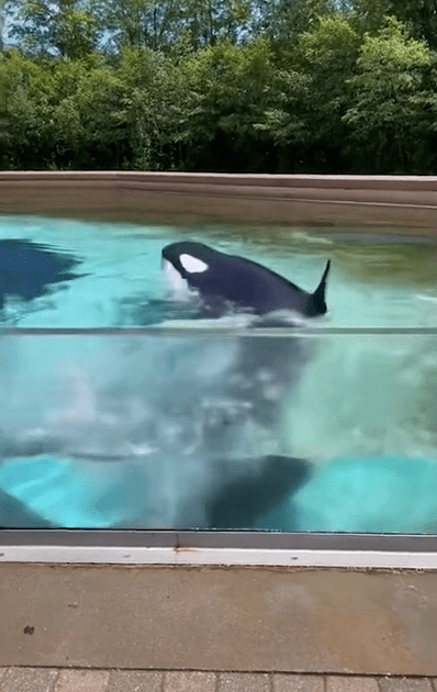 In the clip, Kaskia is seen slamming her head against the glass before swimming around her tank and repeating the behaviour