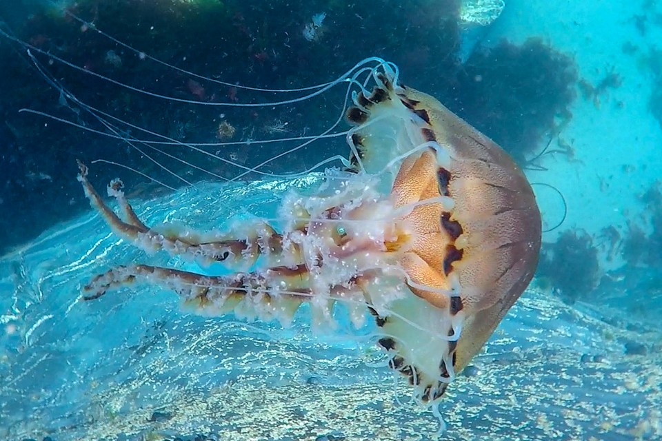 An aquarist believes Ms Anderson would have seen compass jellyfish, which have a nasty sting