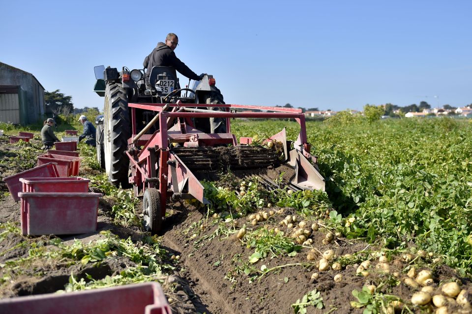 Farmers are warning the hot weather is making it too hot to grow potatoes