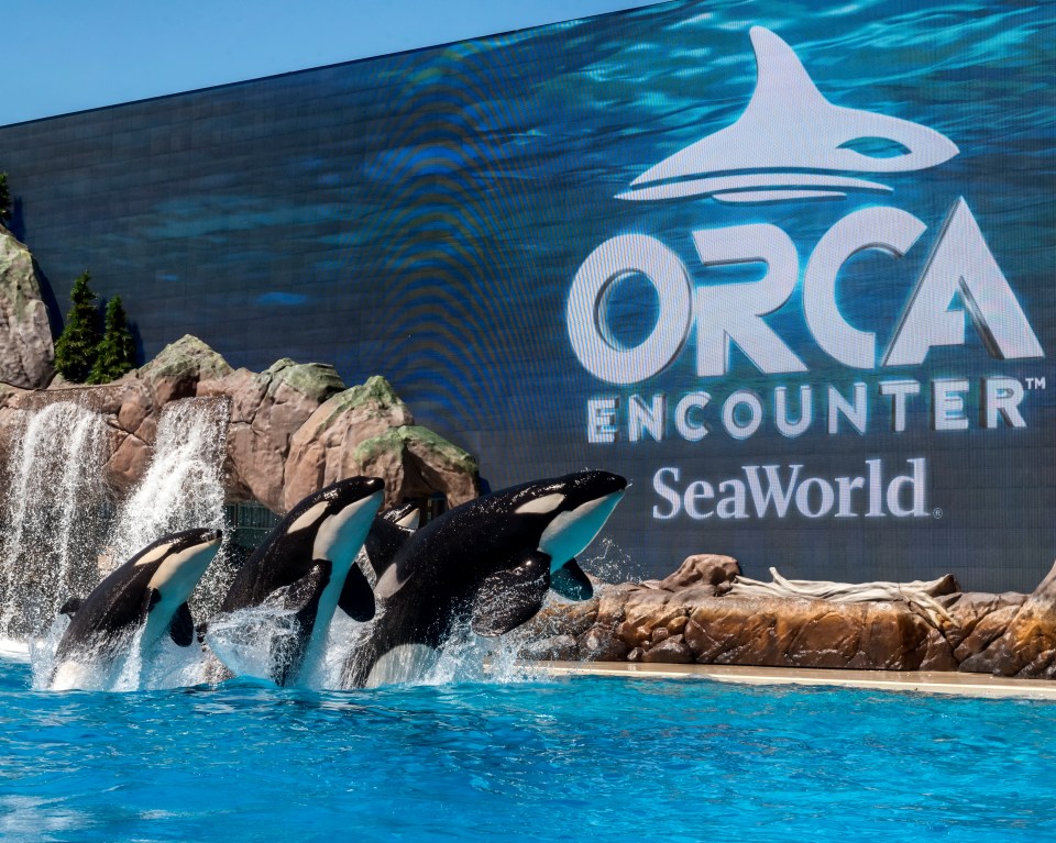 SeaWorld San Diego ended trainer shows in the wake of John Sillick's injuries