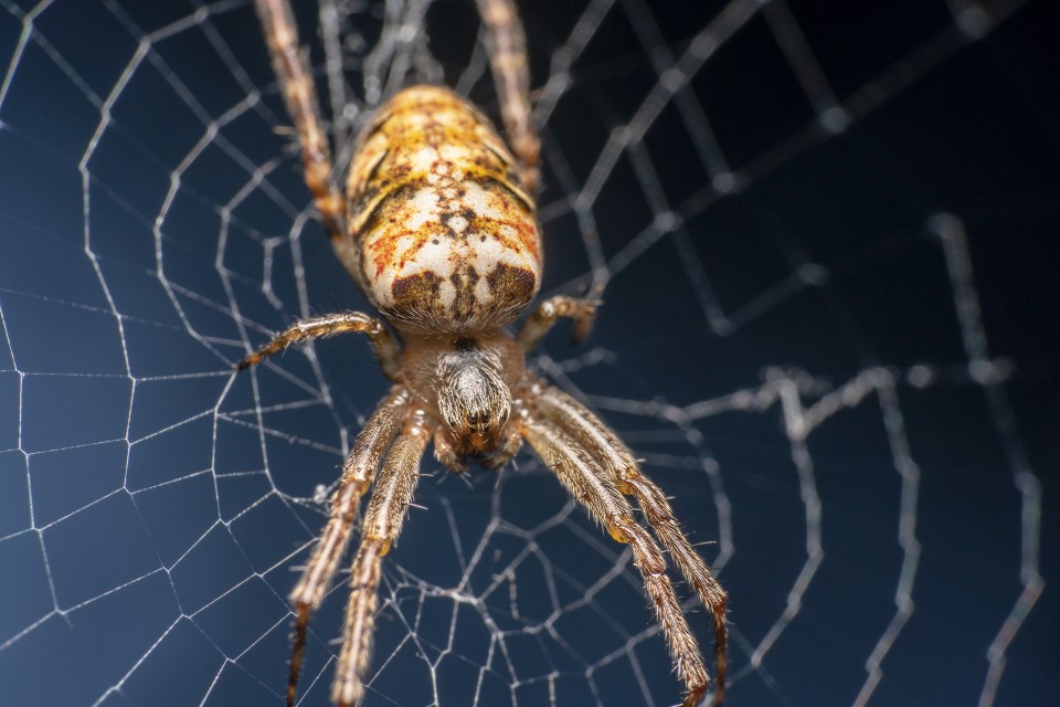 Some deodorants and body sprays are strong enough to kill spiders