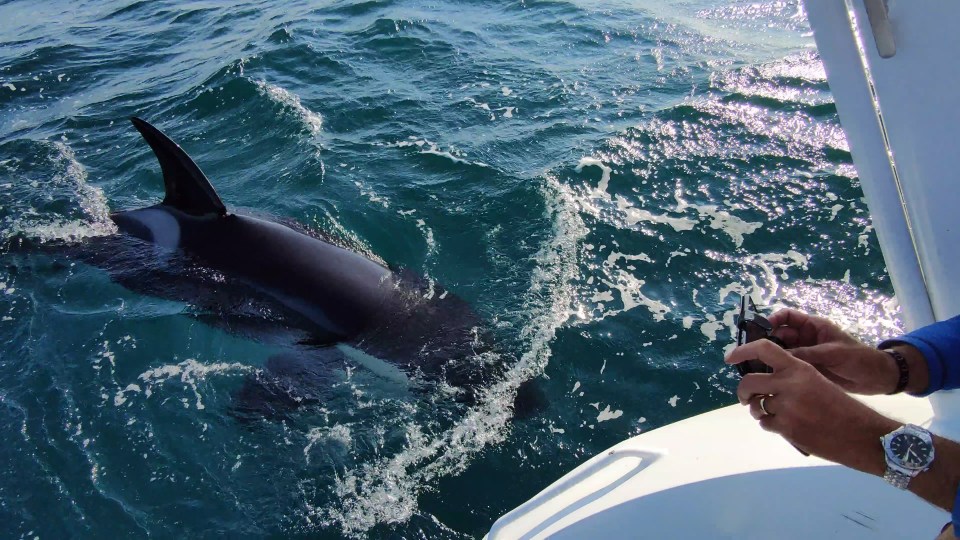 A British sailor told of the terrifying moment his boat was attacked by two killer whales