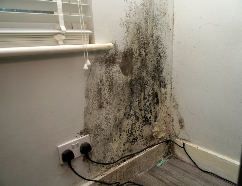 There are over 100,000 types of mould in the whole world