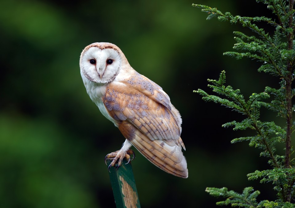 A country in which a major fracking site is abandoned for the sake of possibly absent owls has utterly lost the plot