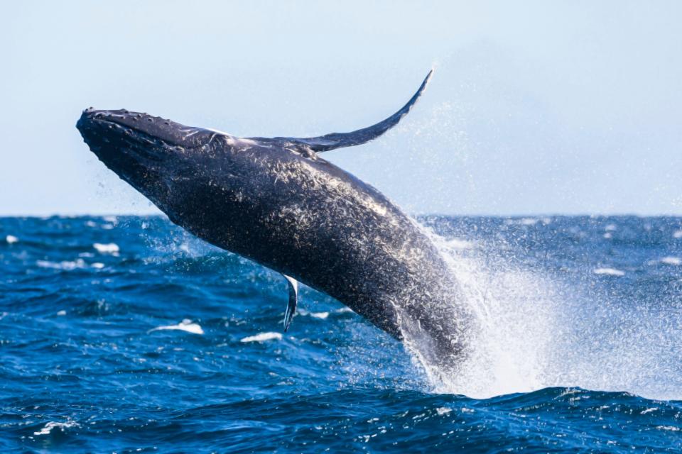 A humpback whale can weigh up to 36 tonnes