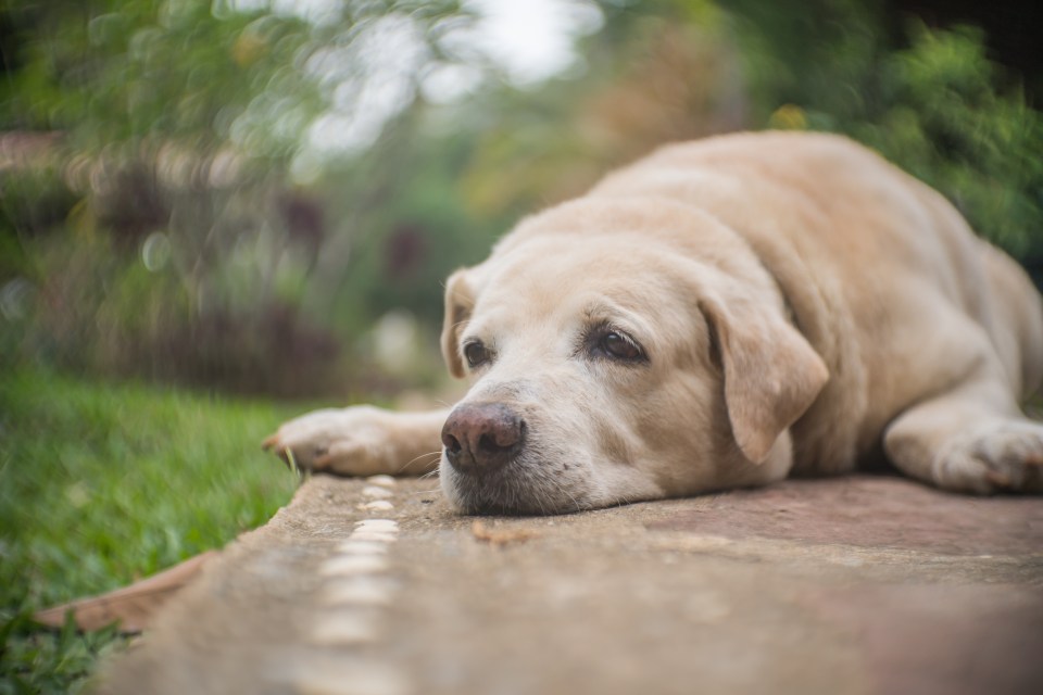 Prepare to have your heart broken, as Veterinary expert Dr Linda Simon reveals why dogs bury their treats