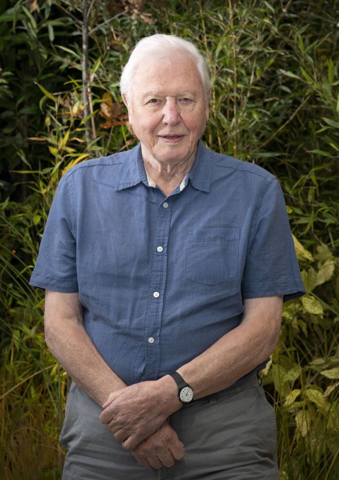 The 96-year-old spend three years filming Wild Isles