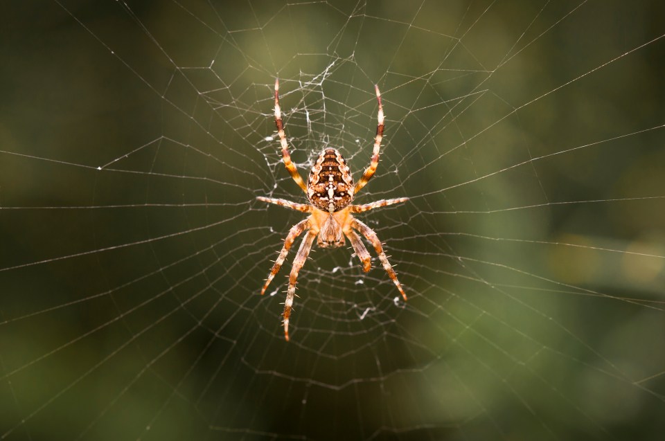 During solar eclipses, some spider species begin to break down their webs during an eclipse, as they typically do at the end of the day