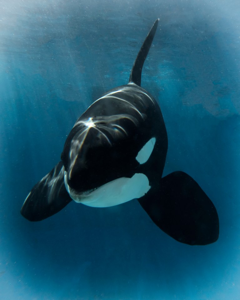 Nakai sadly died at SeaWorld San Diego after fighting an infection