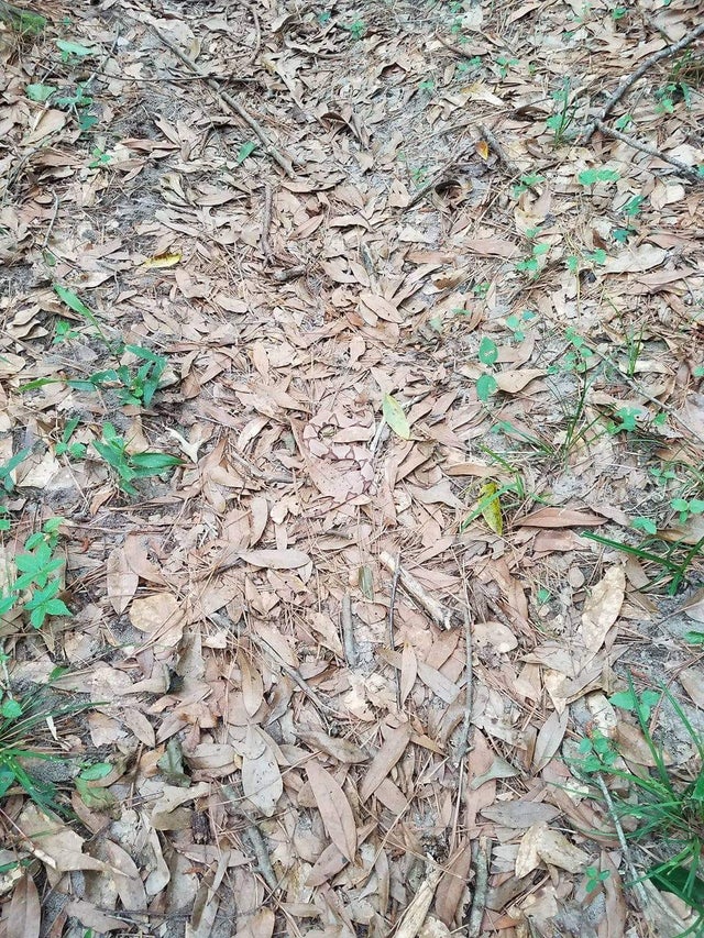 Can you spot where the deadly copperhead snake is hiding in this image?