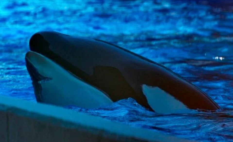 The 20-year-old killer whale was allegedly bullied by fellow orcas at SeaWorld