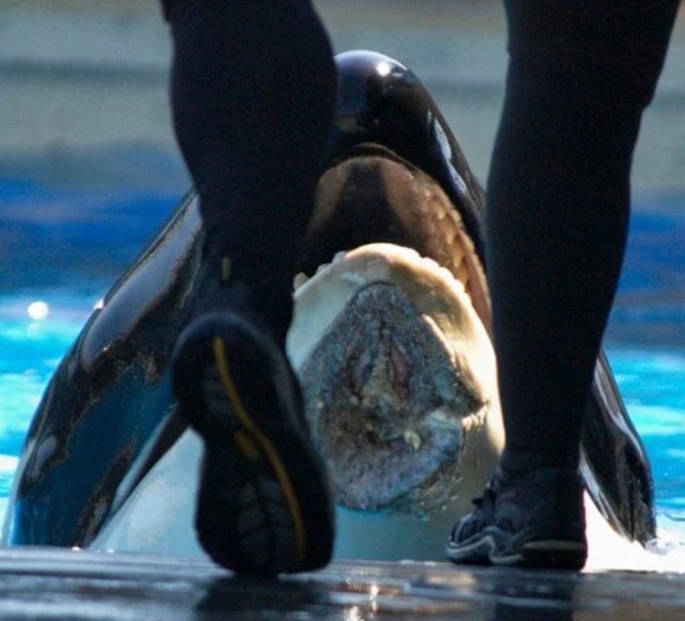 The orca was horrifically injured at the park in 2012 after a suspected fight with another killer whale