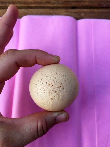 Rescue hen Twinskie beat odds of one in a billion to lay a perfectly round egg