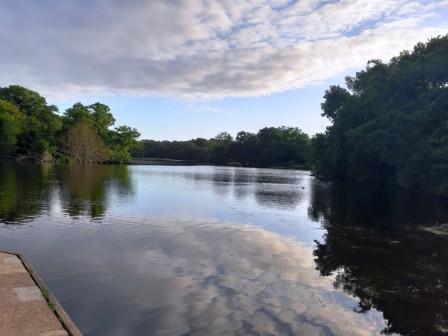 A number of dogs have died after reportedly drinking "toxic" water from Highams Park Lake