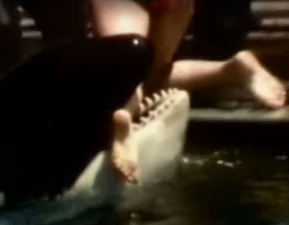 The killer whale clamped its ferocious jaws onto terrified Anne's leg