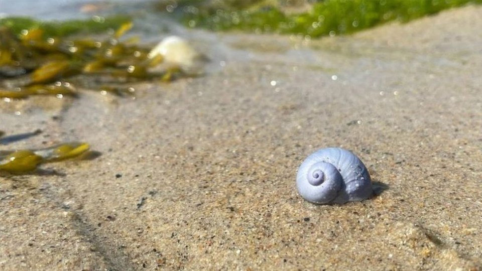 But, sea snails, which eat the deadly sea creature, are also making their way to shores in the masses