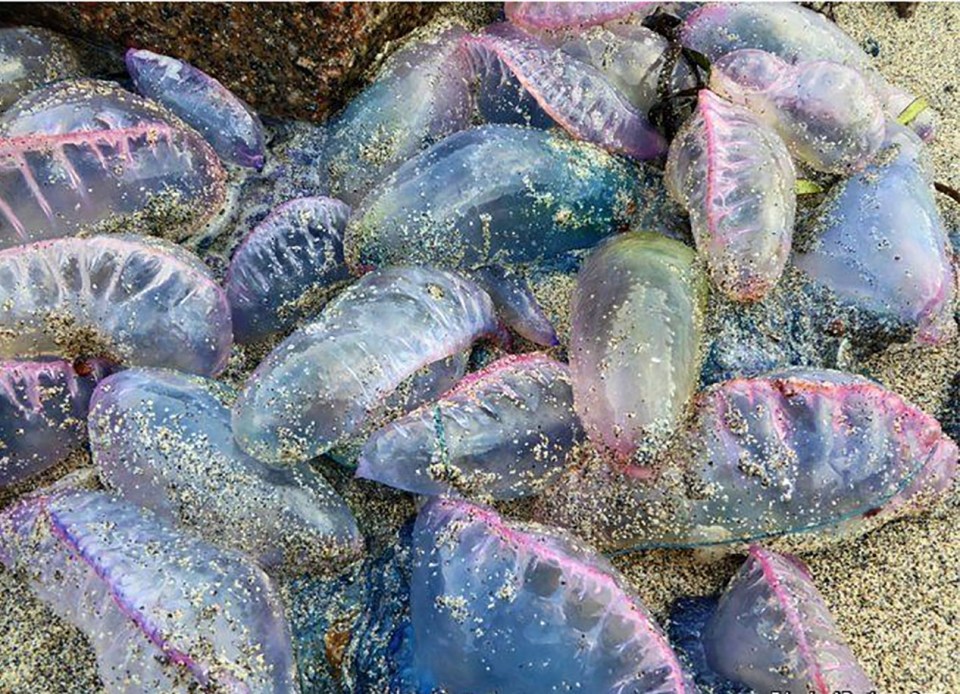 Deadly Portuguese man o' war jellyfish usually are usually out in the deep ocean, but the warm weather is bringing them to shores